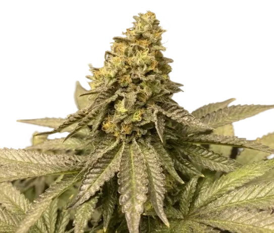 Girl Scout Cookies Auto | AUTOFEM | Blimburn Seeds