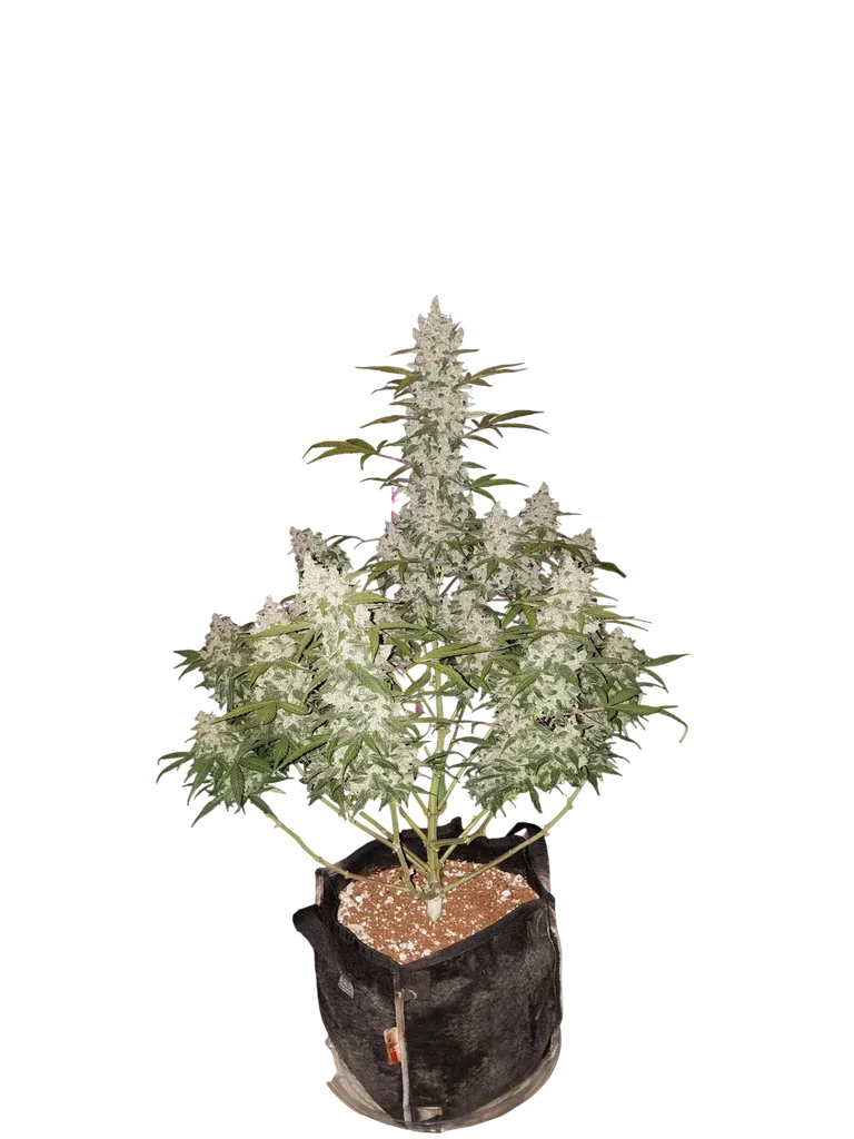 Girl Scout Cookies Auto | AUTOFEM | Fast Buds
