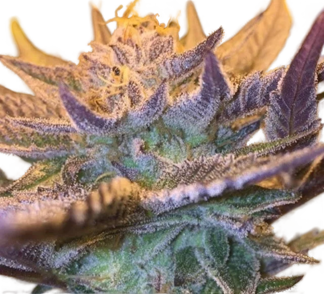 Girl Scout Cookies Auto | AUTOFEM | Garden Of Green