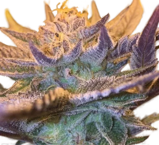 Girl Scout Cookies Auto