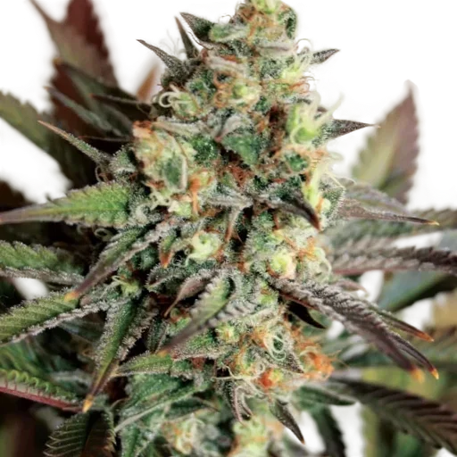 Girl Scout Cookies