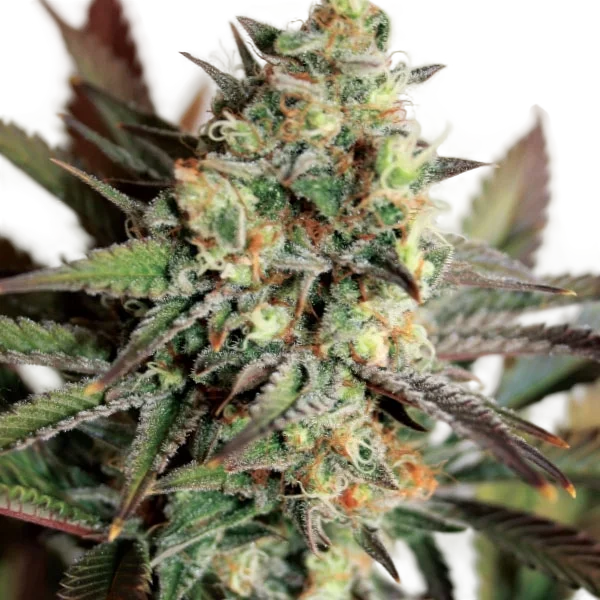 Girl Scout Cookies | PHOTOFEM | Garden Of Green