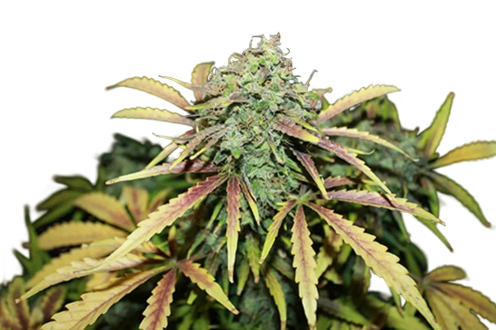 Amnesia | PHOTOREG | Seedsman