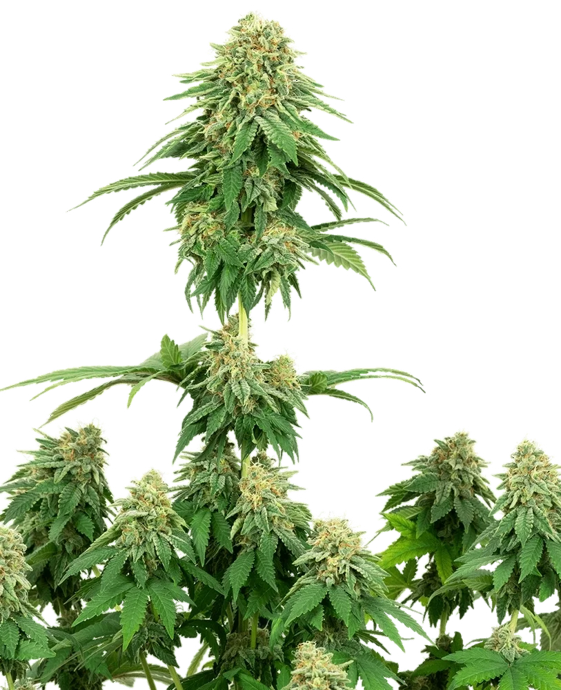 Girl Scout Cookies | PHOTOFEM | White Label Seed Company