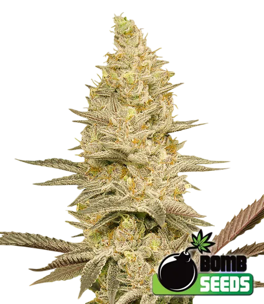 Glookie Bomb | PHOTOFEM | Bomb Seeds