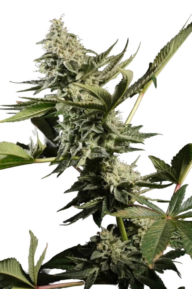 Glowstarz | PHOTOFEM | Paradise Seeds