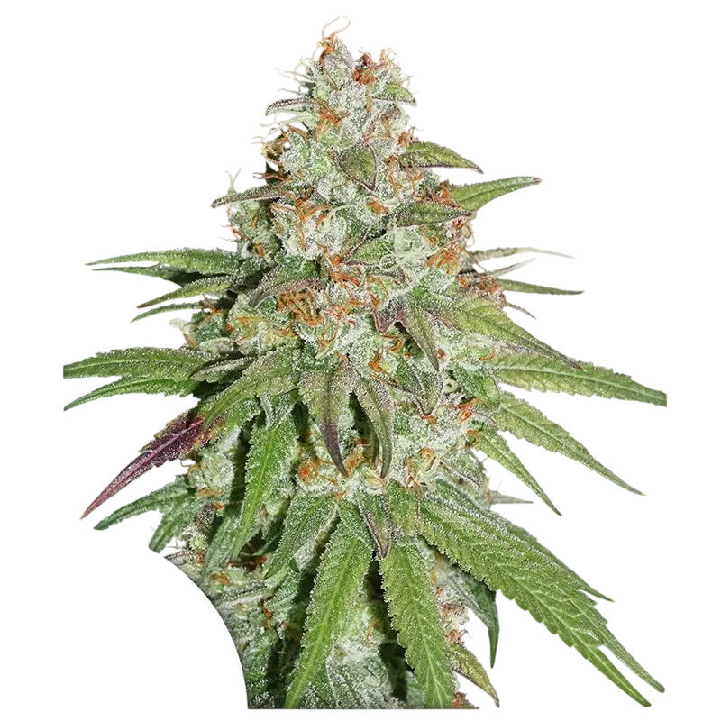Glueberry O.G. | PHOTOFEM | Dutch Passion