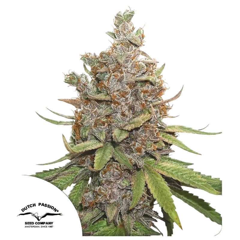 Glueberry O.G. Auto | AUTOFEM | Dutch Passion