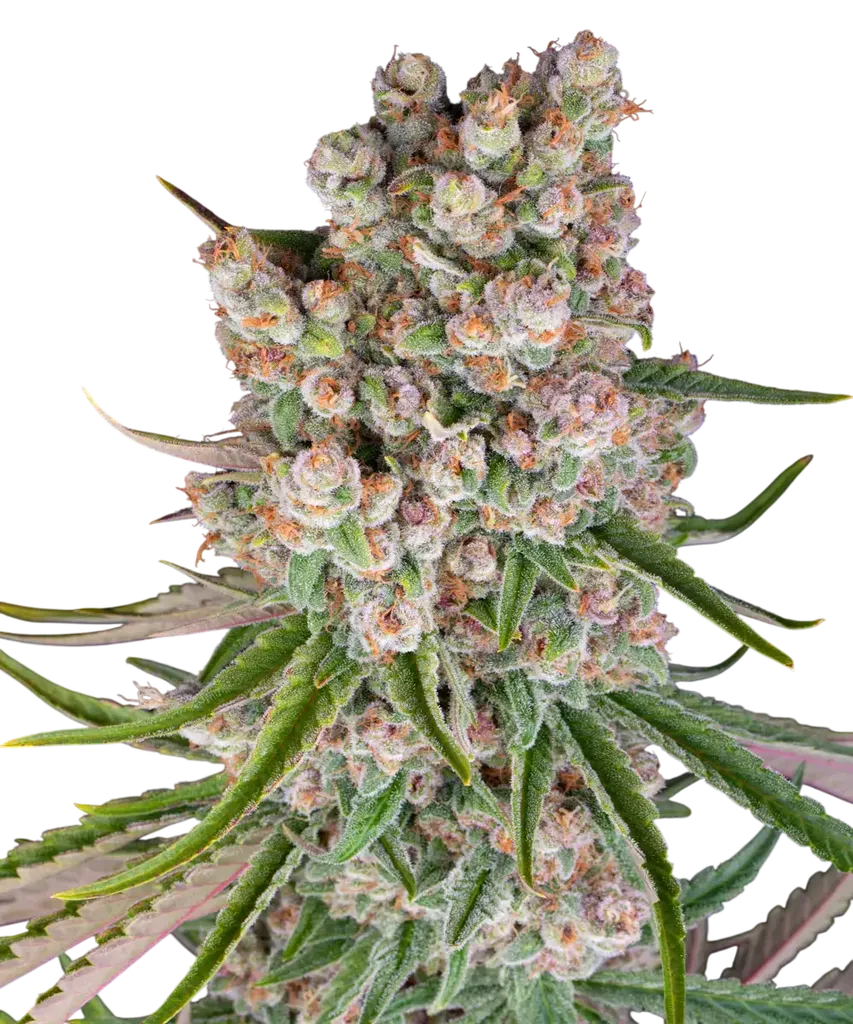 GMO Auto | AUTOFEM | Barneys Farm