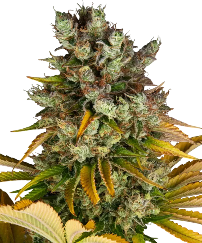 GMO | PHOTOFEM | Barneys Farm