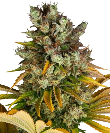 GMO