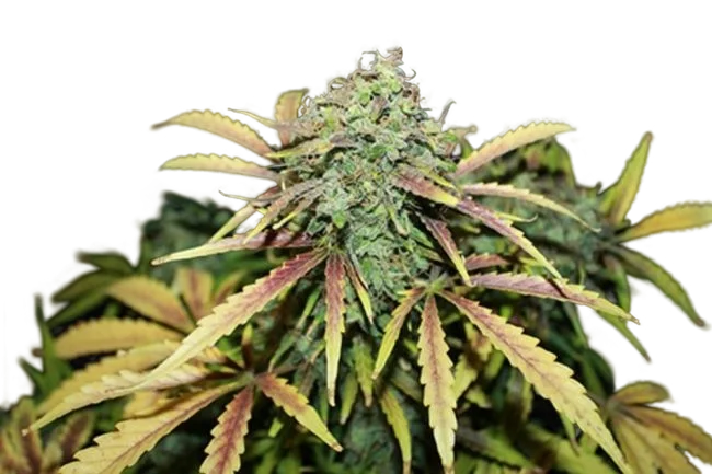 Amnesia | PHOTOREG | Tiger One Bulk