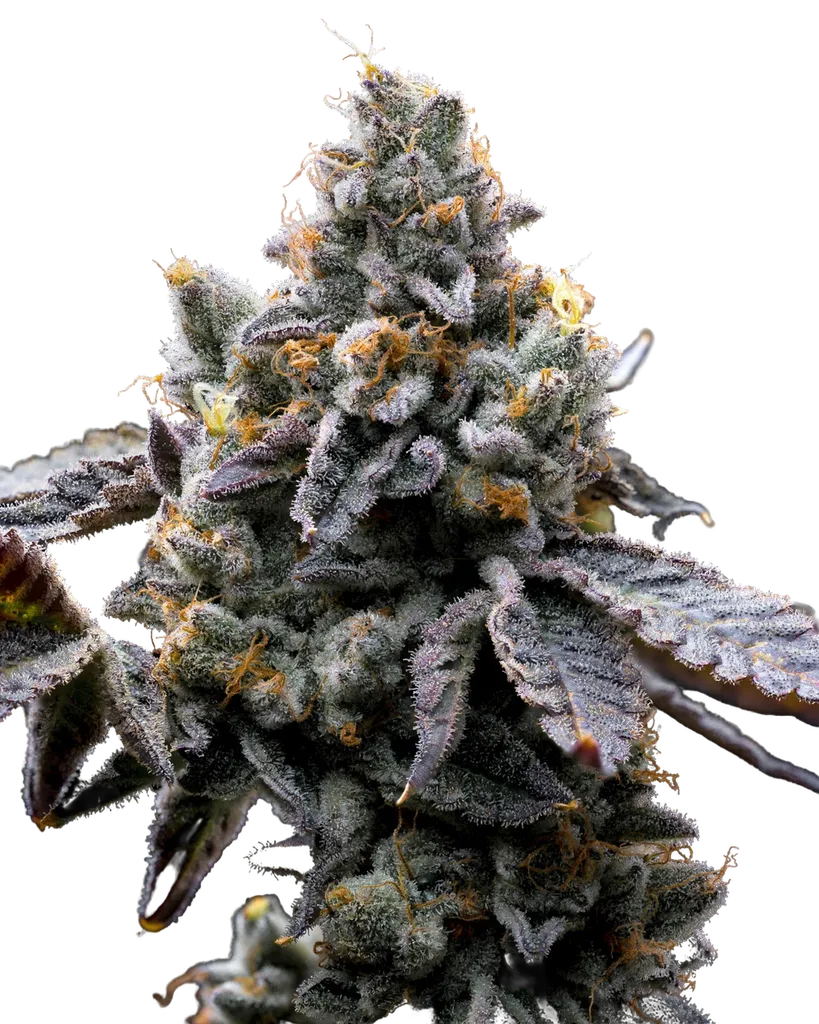 GMO Cookies | PHOTOFEM | Barneys Farm