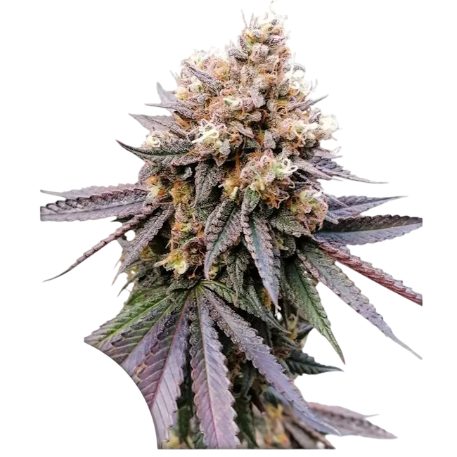 GMO FAST | PHOTOFEM | Dutch Passion