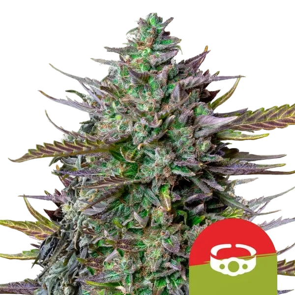 GOATlato Auto | AUTOFEM | Royal Queen Seeds