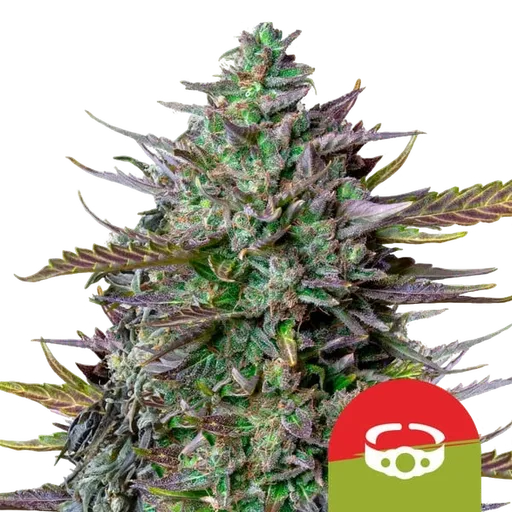 GOATlato Auto