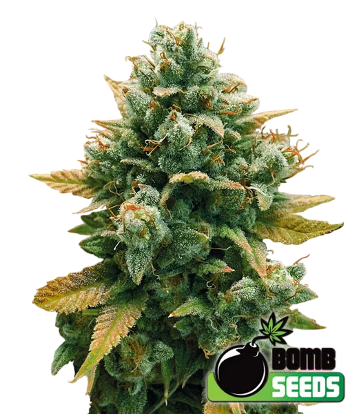 Godfather Bomb | PHOTOFEM | Bomb Seeds