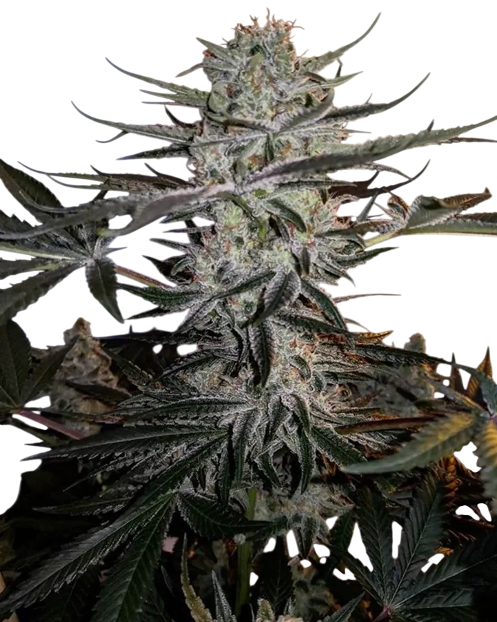 Godzilla Glue | PHOTOFEM | Dr. Underground