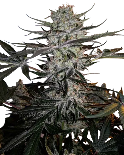 Godzilla Glue