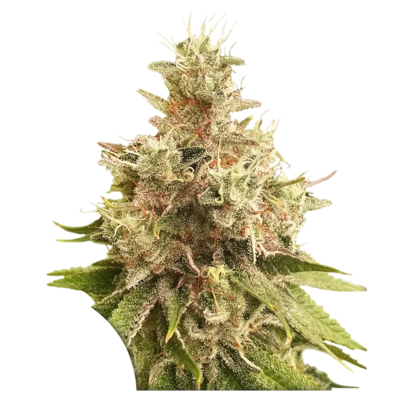 Golden Apple Haze | PHOTOREG | Super Sativa Seed Club