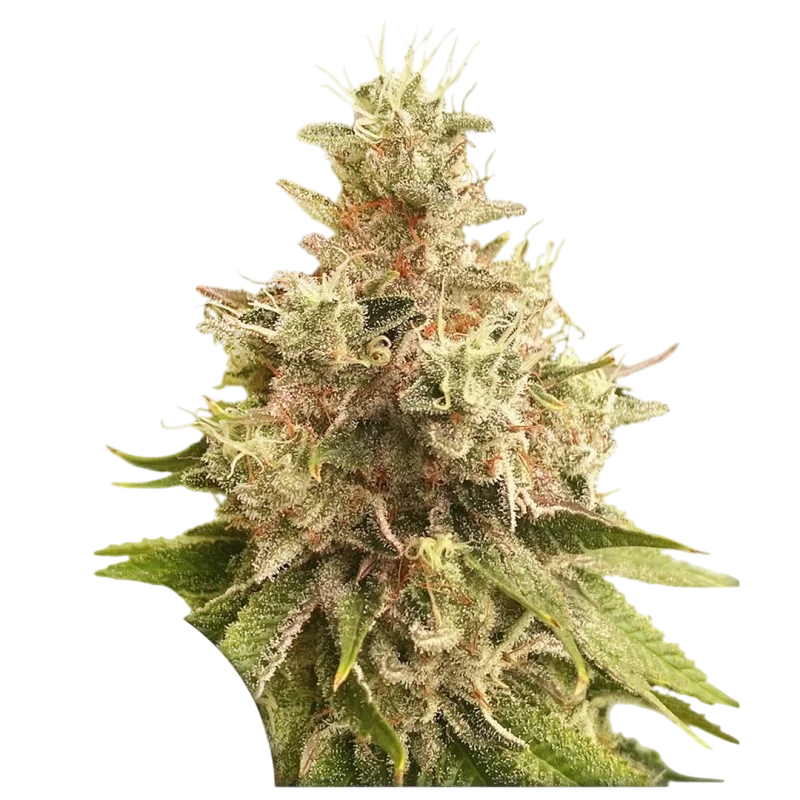 Golden Apple Haze | PHOTOREG | Super Sativa Seed Club