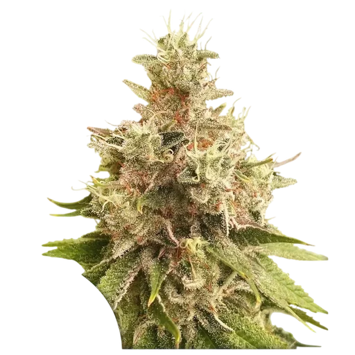 Golden Apple Haze