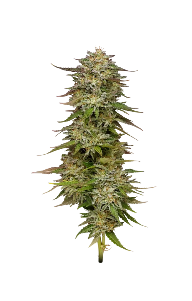 Golden Sands | PHOTOFEM | Humboldt Seed Co.