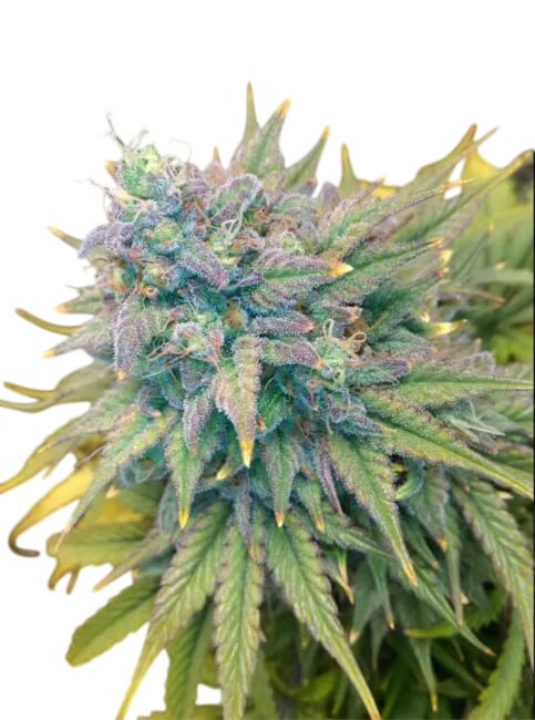 Gold Glue Auto | AUTOFEM | Mephisto Genetics