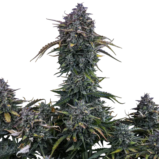 Gold Glue Auto