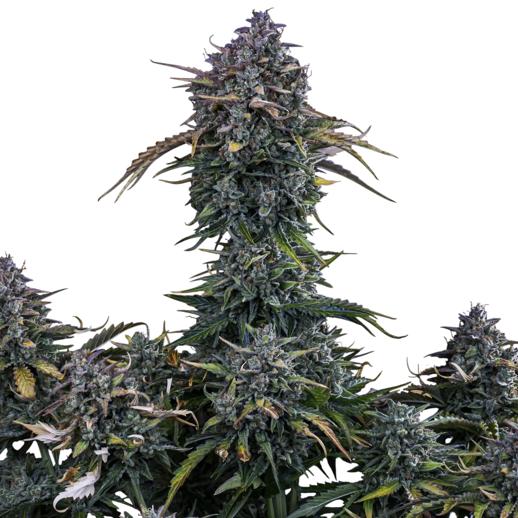Gold Glue Auto | AUTOFEM | Mephisto Genetics