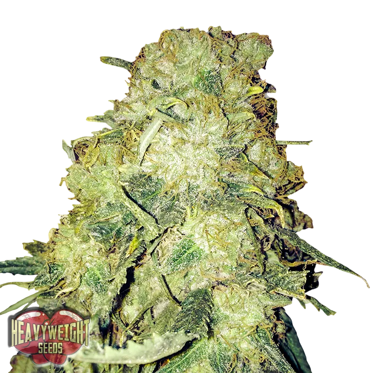 Goldmine | PHOTOFEM | Heavyweight Seeds