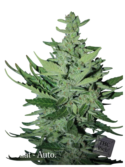 Goliath Auto | AUTOFEM | Elite Seeds