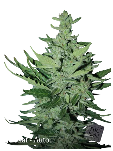 Goliath Auto
