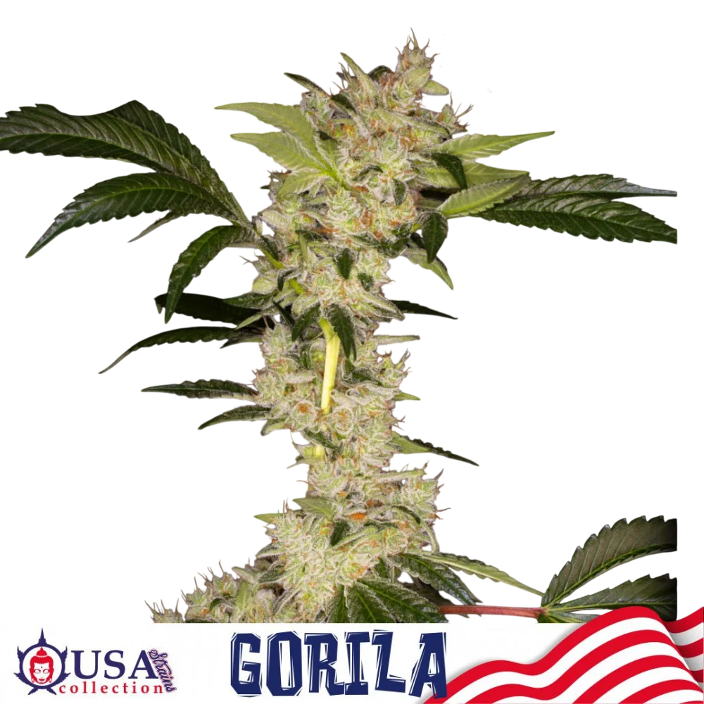 Gorila | PHOTOFEM | Buddha Seeds