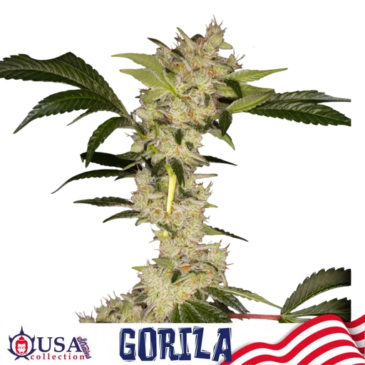Gorila
