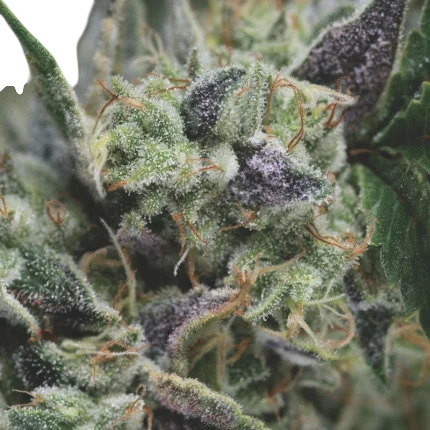 Gorila Auto | AUTOFEM | Pyramid Seeds