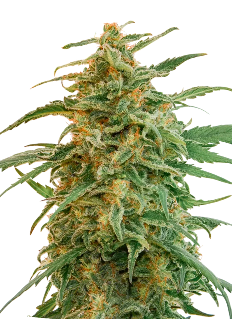 Gorilla Auto – Produktansicht