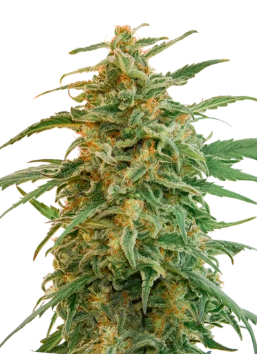Gorilla Auto