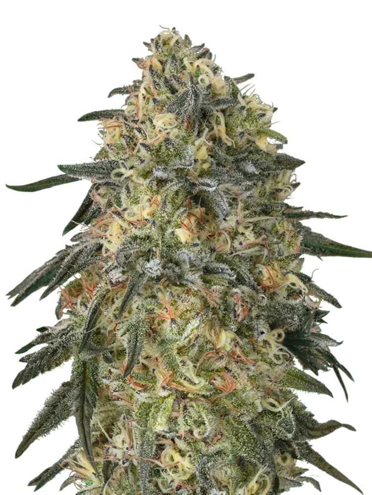 Gorilla | PHOTOFEM | 00 Seeds