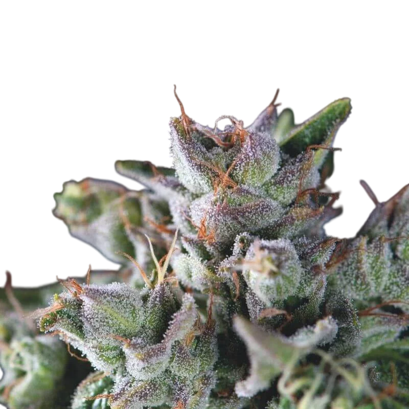 Gorilla | PHOTOFEM | Pyramid Seeds