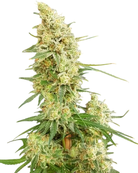 Gorilla Banana | PHOTOFEM | Expert Seeds