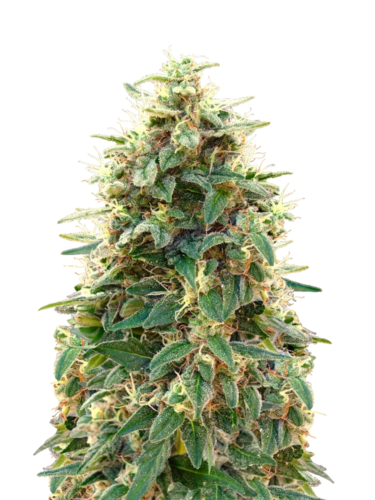 00 Cheese Auto – Produktansicht