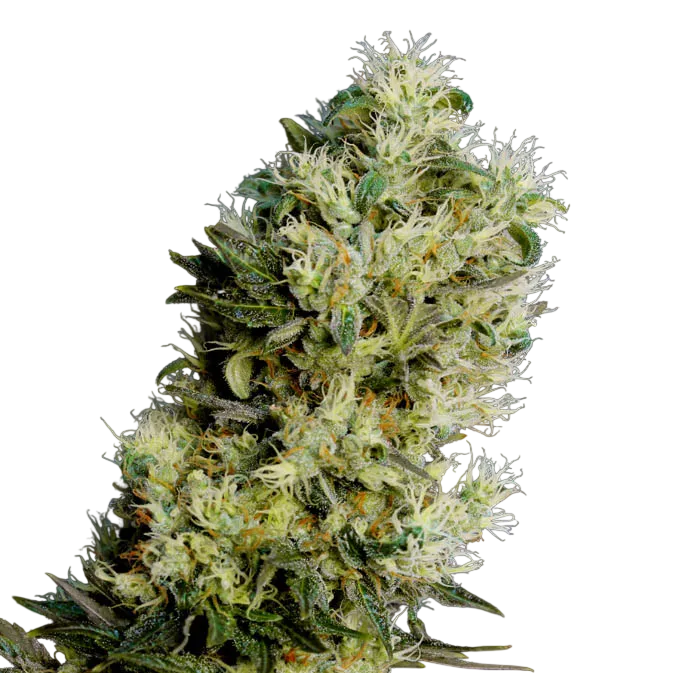 Amnesia Bilbo Auto | AUTOFEM | Genehtik Seeds