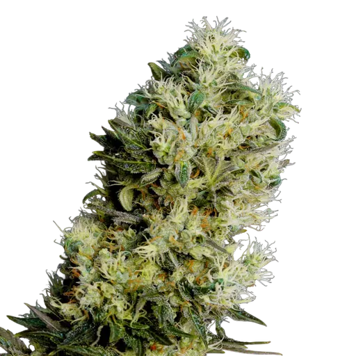 Amnesia Bilbo Auto