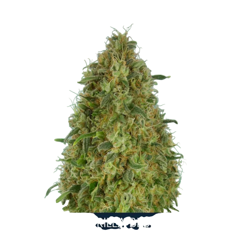 Gorilla Blue | PHOTOFEM | Advanced Seeds