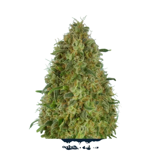 Gorilla Blue