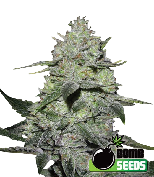 Gorilla Bomb | PHOTOFEM | Bomb Seeds