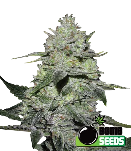 Gorilla Bomb