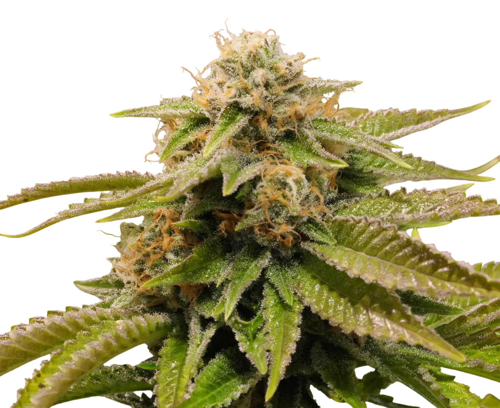 Gorilla Breath | PHOTOFEM | Humboldt Seed Org.