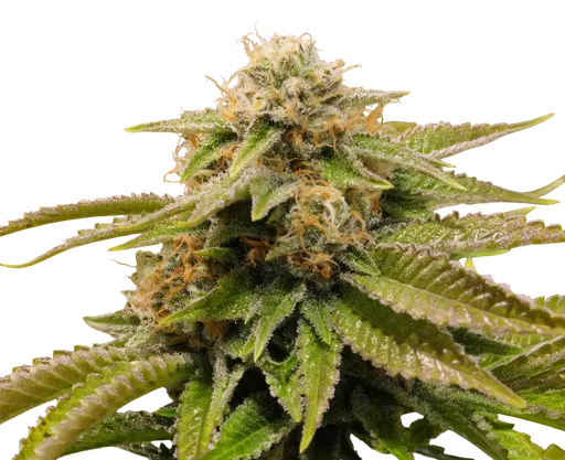 Gorilla Breath